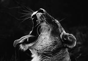 Joe D توسط ان اسپلش Joe D توسط ان اسپلش